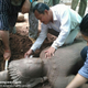 Image for article titled Magnificent Sandstone Statue Uncovered Near Legendary Cambodian Temple